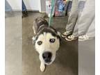 Mix DOG FOR ADOPTION RGADN-1340123 - Maya - Husky (long coat) Dog For Adoption