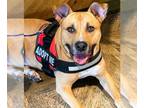 American Pit Bull Terrier DOG FOR ADOPTION RGADN-1340124 - BANJO - American Pit