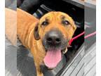 Chinese Shar-Pei DOG FOR ADOPTION RGADN-1340125 - FIONA - Chinese Shar-Pei