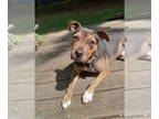American Pit Bull Terrier Mix DOG FOR ADOPTION RGADN-1340134 - Rocky aka Tucker