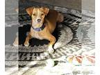 Jack Russell Terrier Mix DOG FOR ADOPTION RGADN-1340138 - Leo - Jack Russell