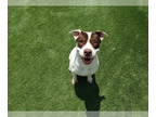 American Pit Bull Terrier DOG FOR ADOPTION RGADN-1340140 - BRIELLE - Pit Bull