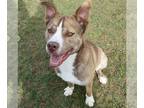 Huskies Mix DOG FOR ADOPTION RGADN-1340143 - Pound Dog-Jasper 173861 - Husky /