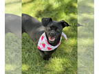 Daug DOG FOR ADOPTION RGADN-1340144 - Puddin - Dachshund / Pug / Mixed (short