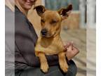 Rat Terrier Mix DOG FOR ADOPTION RGADN-1340146 - Elana - Rat Terrier / Hound /