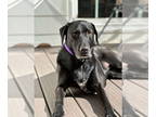 Labrador Retriever DOG FOR ADOPTION RGADN-1340148 - maggie - Labrador Retriever