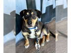 Pembroke Welsh Corgi Mix DOG FOR ADOPTION RGADN-1340150 - David Rose - Corgi /