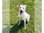Boxer Mix DOG FOR ADOPTION RGADN-1340153 - Ricotta - Boxer / Mixed (short coat)
