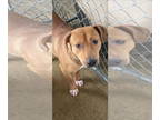 Labrador Retriever Mix DOG FOR ADOPTION RGADN-1340154 - Duggie - Labrador