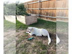 Great Pyrenees DOG FOR ADOPTION RGADN-1340159 - Jasper - Great Pyrenees / Akbash