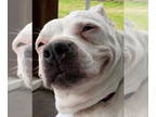 American Staffordshire Terrier Mix DOG FOR ADOPTION RGADN-1340160 - Maddie -