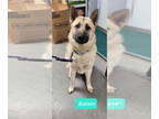 German Shepherd Dog DOG FOR ADOPTION RGADN-1340163 - Kaiser - German Shepherd