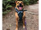 American Pit Bull Terrier Mix DOG FOR ADOPTION RGADN-1340169 - BRANDY - Pit Bull