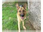 German Shepherd Dog Mix DOG FOR ADOPTION RGADN-1340172 - ZEKE - German Shepherd