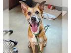 Carolina Dog Mix DOG FOR ADOPTION RGADN-1340176 - RUFAS - Carolina Dog / Mixed
