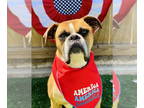 Boxer DOG FOR ADOPTION RGADN-1340190 - Brock - Boxer Dog For Adoption