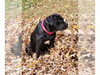 Presa Canario Mix DOG FOR ADOPTION RGADN-1340193 - JOSEPHINE - Presa Canario /