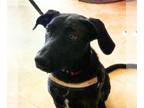 Sheprador DOG FOR ADOPTION RGADN-1340195 - Bailey - Labrador Retriever /