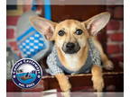 Pembroke Welsh Corgi Mix DOG FOR ADOPTION RGADN-1340196 - Donald - Corgi /