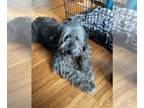 Bouvier Des Flandres Mix DOG FOR ADOPTION RGADN-1340200 - BENNY - Bouvier des