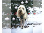 Goldendoodle DOG FOR ADOPTION RGADN-1340203 - Burrow - Golden Retriever / Poodle