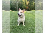 German Shepherd Dog-Huskies Mix DOG FOR ADOPTION RGADN-1340207 - Rayne - German