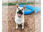 Akita Mix DOG FOR ADOPTION RGADN-1340214 - RIZZ - Akita / Mixed (medium coat)