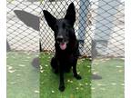 German Shepherd Dog DOG FOR ADOPTION RGADN-1340223 - ARTEMIS - German Shepherd