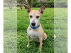 Black Mouth Cur-Feist Terrier Mix DOG FOR ADOPTION RGADN-1340237 - Rocko - Feist