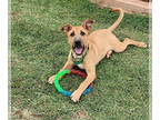 German Shepherd Dog-Great Pyrenees Mix DOG FOR ADOPTION RGADN-1340241 - Leia -