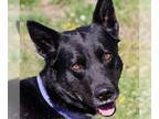 Akita-Border Collie Mix DOG FOR ADOPTION RGADN-1340266 - Roy Kent - Border