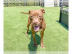 Boxador DOG FOR ADOPTION RGADN-1340268 - SOLAR - Labrador Retriever / Boxer /