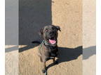 Mastador DOG FOR ADOPTION RGADN-1340270 - Dozer - Mastiff / Labrador Retriever /