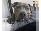 American Pit Bull Terrier Mix DOG FOR ADOPTION RGADN-1340271 - Zeus - Pit Bull