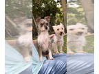 Poodle (Toy) Mix DOG FOR ADOPTION RGADN-1340273 - Bella & Cookie - Yorkshire