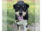 Rottweiler Mix DOG FOR ADOPTION RGADN-1340274 - HEALY - Rottweiler / Mixed