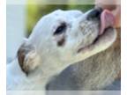 Labrador Retriever Mix DOG FOR ADOPTION RGADN-1340281 - Kim - Labrador Retriever