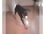 Rottweiler DOG FOR ADOPTION RGADN-1340282 - Roxie - Rottweiler (short coat) Dog