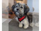 Shih Tzu DOG FOR ADOPTION RGADN-1340285 - Valentine - Shih Tzu Dog For Adoption