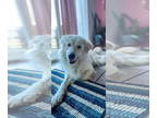 Great Pyrenees Mix DOG FOR ADOPTION RGADN-1340286 - Emmy - Great Pyrenees /