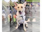 German Shepherd Dog Mix DOG FOR ADOPTION RGADN-1340287 - Sunny - German Shepherd