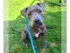American Pit Bull Terrier Mix DOG FOR ADOPTION RGADN-1340289 - *MEADOW - Pit