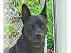 Chow Chow Mix DOG FOR ADOPTION RGADN-1340294 - Sissi - Chow Chow / Mixed (short