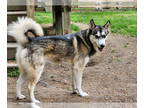 Siberian Husky DOG FOR ADOPTION RGADN-1340296 - Koda - Siberian Husky (medium