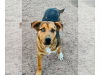 Huskies Mix DOG FOR ADOPTION RGADN-1340315 - BLUEY - Cattle Dog / Husky / Mixed