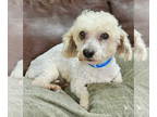 Bichon Frise DOG FOR ADOPTION RGADN-1340319 - Jax - Bichon Frise (medium coat)