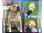 American Pit Bull Terrier Mix DOG FOR ADOPTION RGADN-1340335 - PRINCESS - Pit