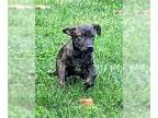 Plott Hound Mix DOG FOR ADOPTION RGADN-1340336 - Danny - Manchester Terrier /