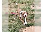 American Pit Bull Terrier-Chinese Shar-Pei Mix DOG FOR ADOPTION RGADN-1340339 -