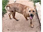 Dutch Shepherd Mix DOG FOR ADOPTION RGADN-1340340 - Poppy - Belgian Shepherd
